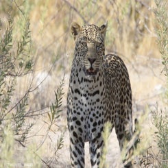 leopard-at-etosha-copy-2-standard.jpg