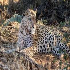 leopard-big-msle-lying-standard.jpg