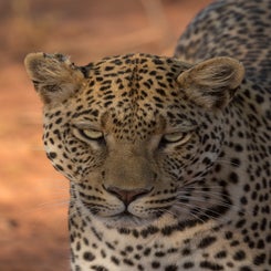 leopard-close-up-web-standard.jpg
