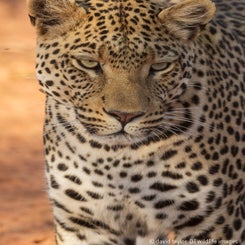 leopard-close-web-standard.jpg