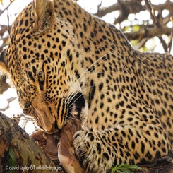 leopard-feed-in-tree-3-web-standard.jpg