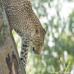 leopard-feed-in-tree-7a-web-standard.jpg