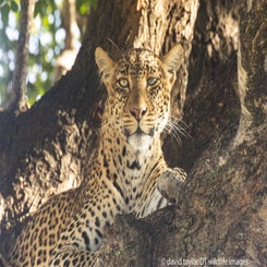 leopard-in-tree-1-web-standard.jpg