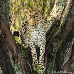 leopard-kenya-4-web-standard.jpg