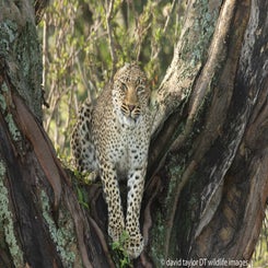 leopard-kenya-8a-web-standard.jpg