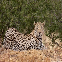 leopard-okon-lying-standard.jpg