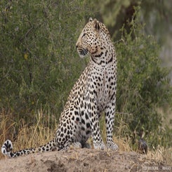 leopard-okon-sit2-standard.jpg