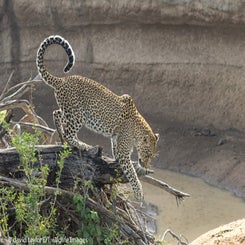 leopard-on-log-7-web-standard.jpg
