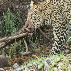 leopard-slink-web-standard.jpg