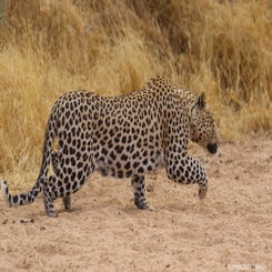 leopard-stalk1-standard.jpg