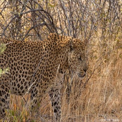 leopard-stalking-standard.jpg