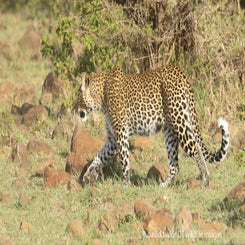 leopard-standing-2-web-standard.jpg