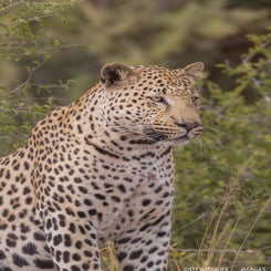 leopard-vert-standard.jpg