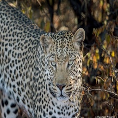 leopard-watch-standard.jpg
