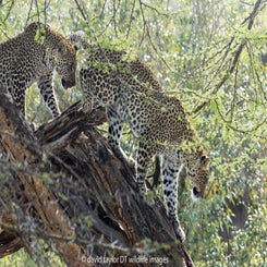 leopards-together-2-web-standard.jpg