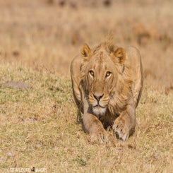 lion-crouch-standard.jpg