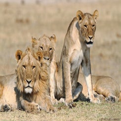 lion-group-hwange-copy-standard.jpg