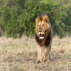 lion-king-8-web-standard.jpg