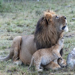 lion-male-king-with-cub-4-web-standard.jpg