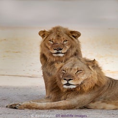lion-paiing-hwange-vert-web-standard.jpg