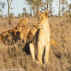 lion-pride-at-rhino-camp-10-web-standard.jpg