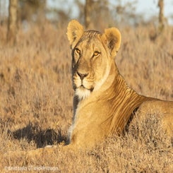 lion-pride-at-rhino-camp-11-web-standard.jpg
