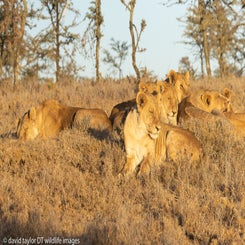 lion-pride-at-rhino-camp-2-web-standard.jpg