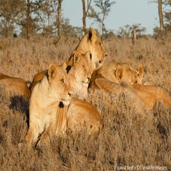 lion-pride-at-rhino-camp-4-web-standard.jpg