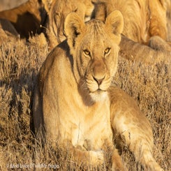 lion-pride-at-rhino-camp-9-web-standard.jpg