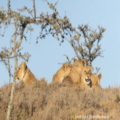 lionesses-at-rhino-camp-6-web-standard.jpg