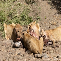 llion-cub-zeb-kill-3-web-standard.jpg