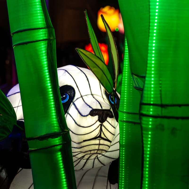 Festival des Lanternes - Gaillac