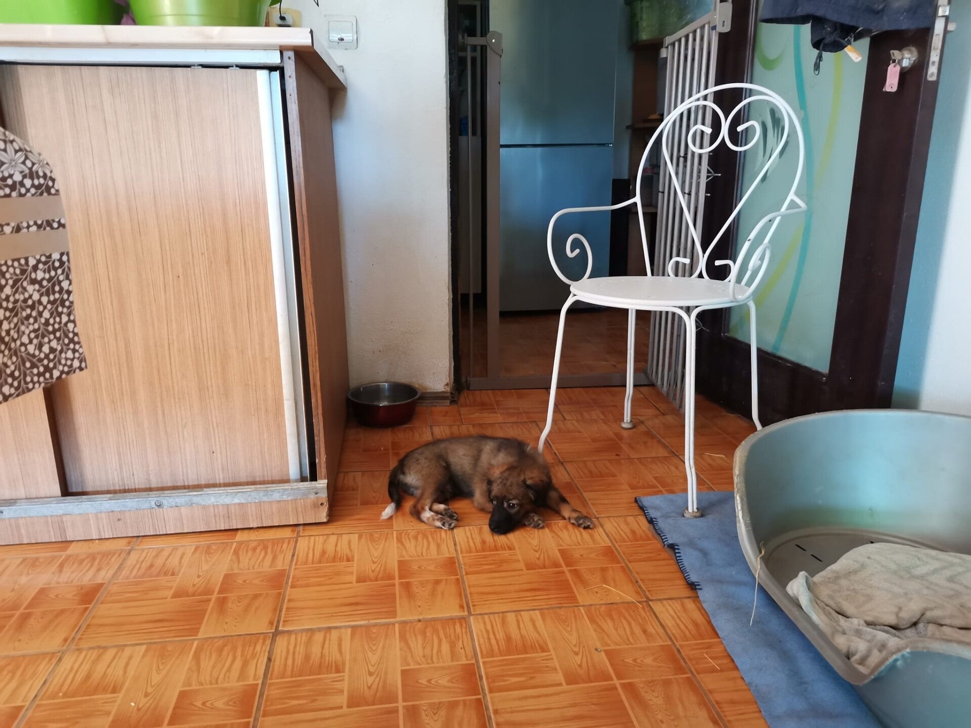 CACHOU Association Happy Dogs Forever (HDF)