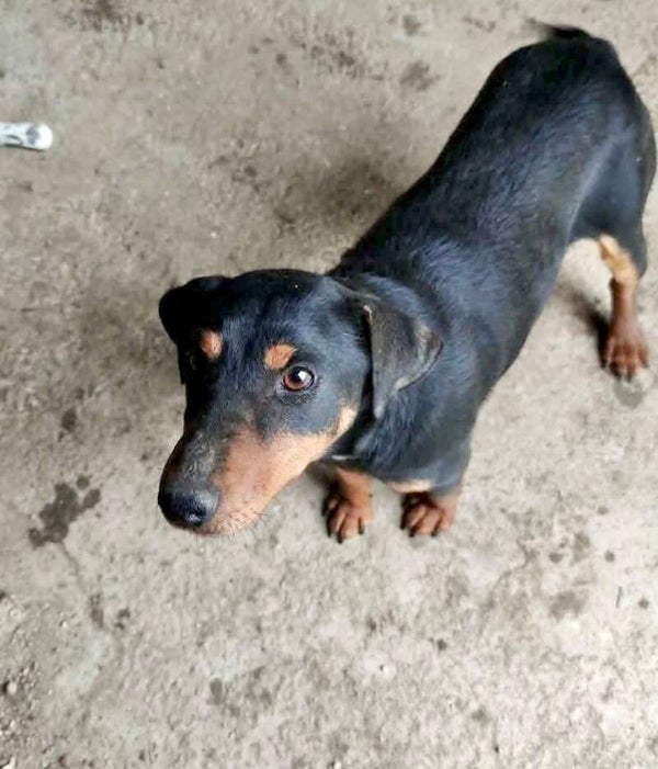 UMA