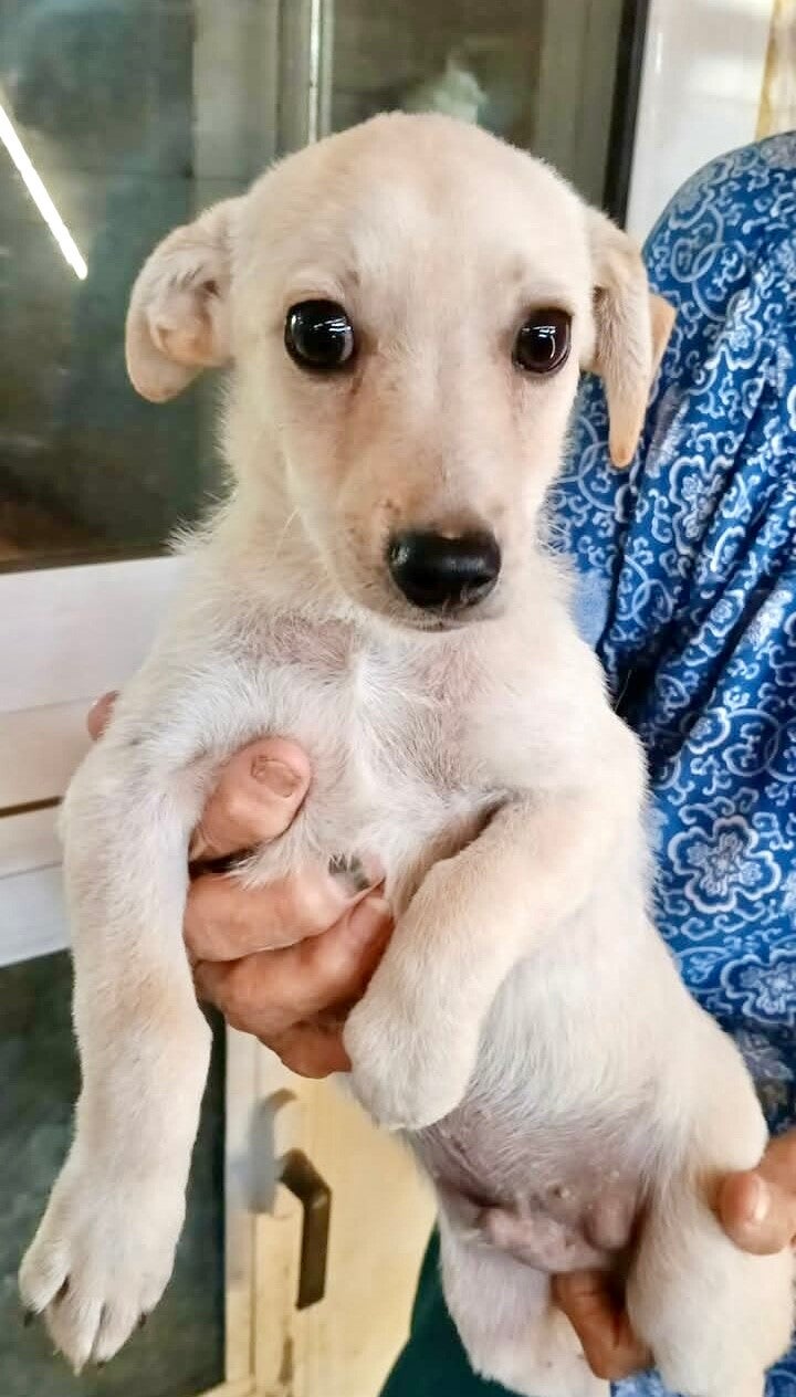 TEDDY