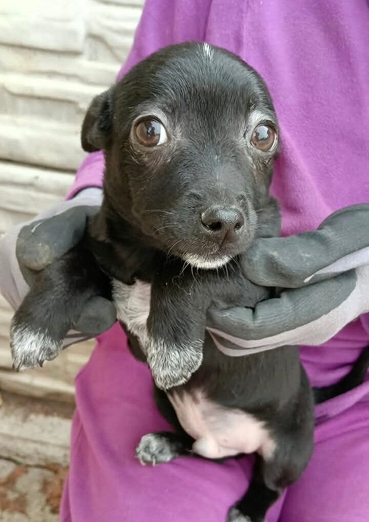 TANGO