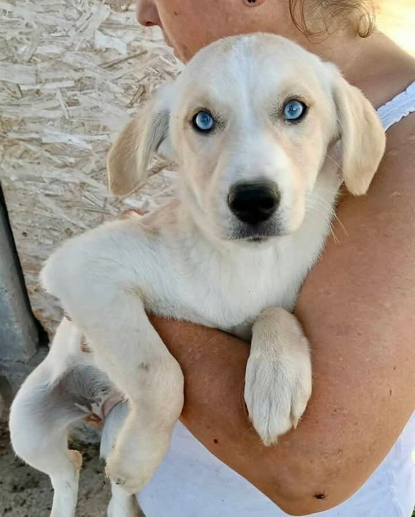SYRA