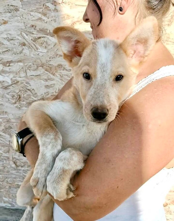 SAMSON