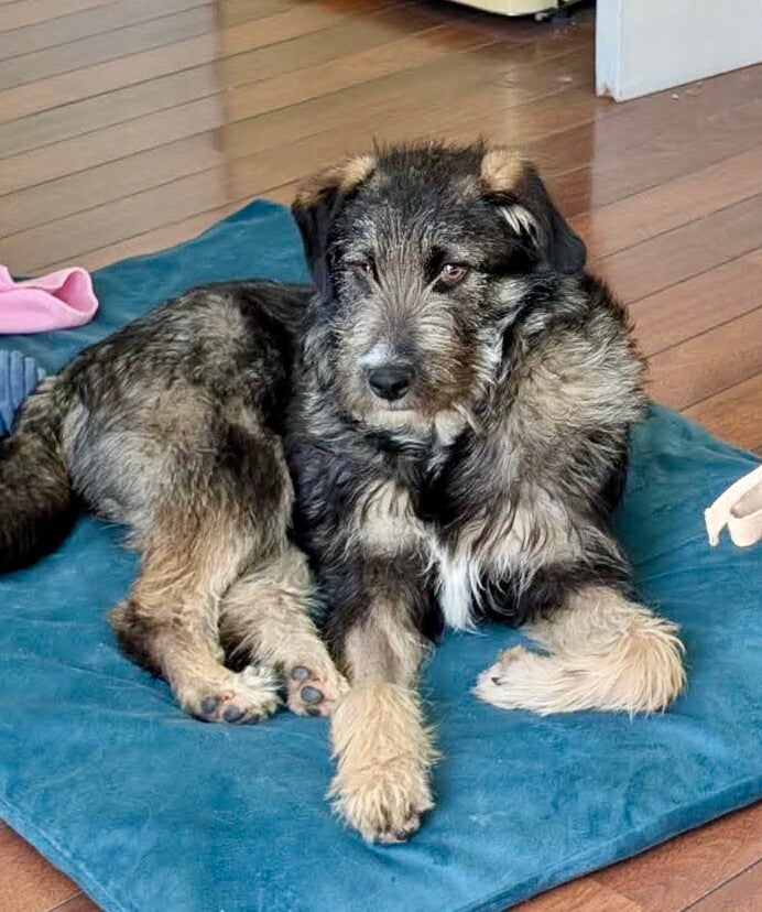 MERLYN (LOKI)
