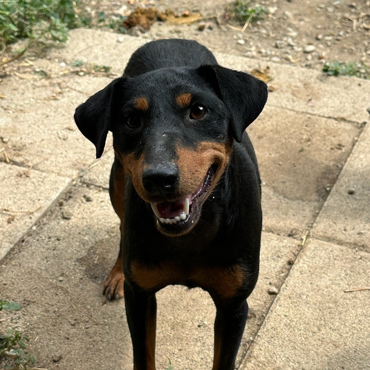 UMA