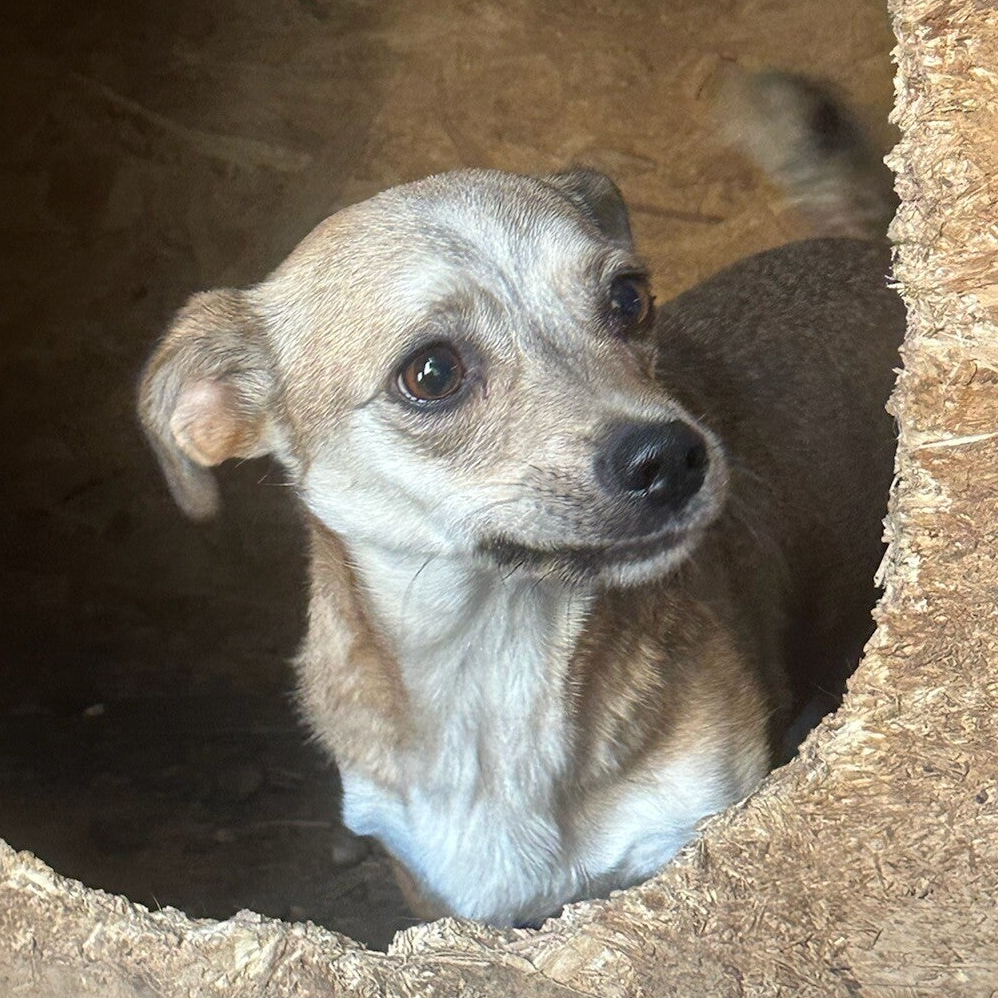 RICO