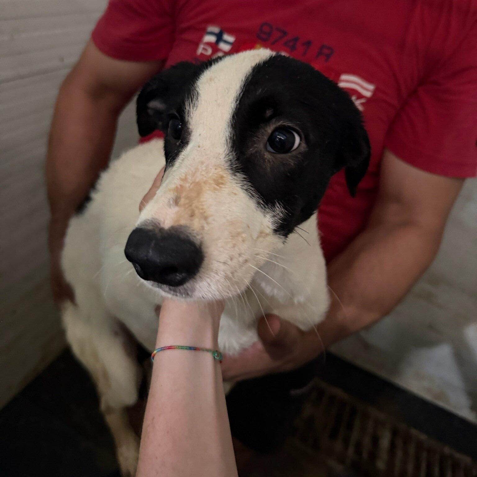 PIMS