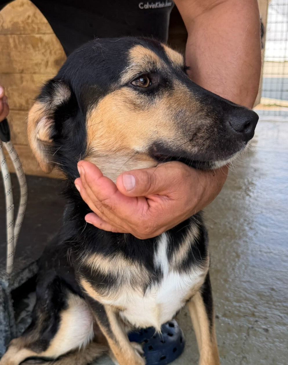 SUKI