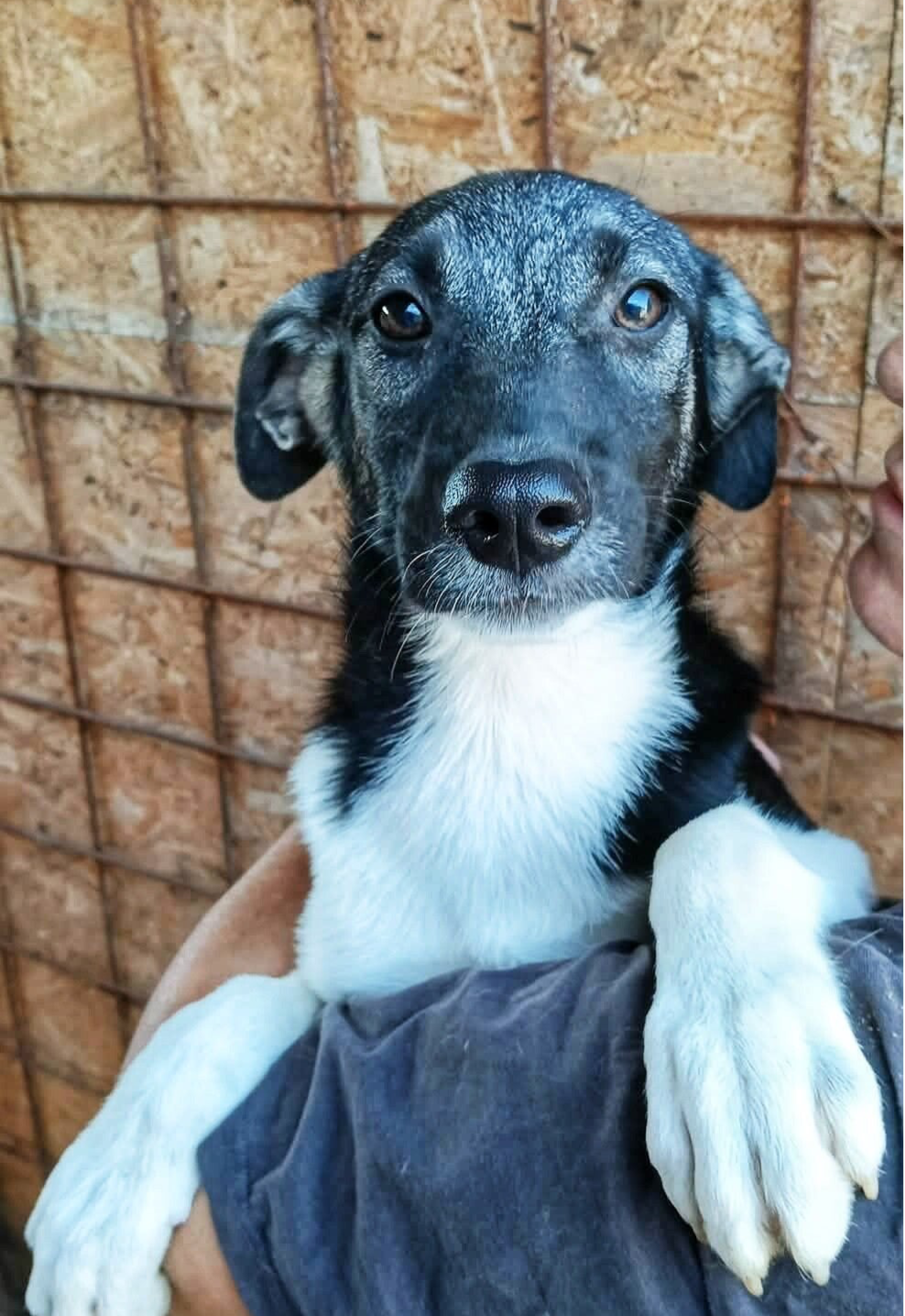 DENZEL