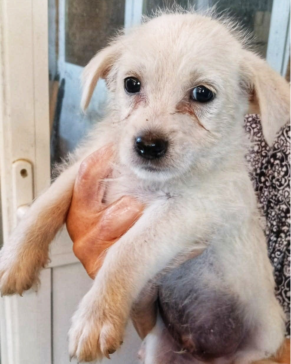 MOKI