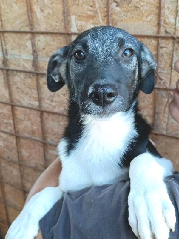 DENZEL