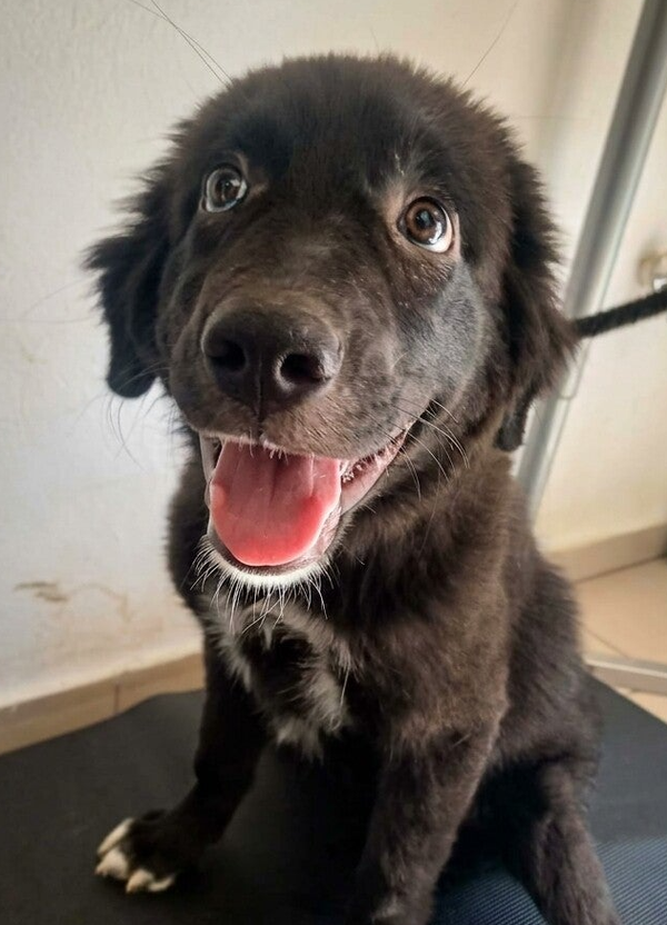 BAGHEERA