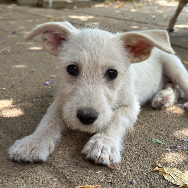 MOKI