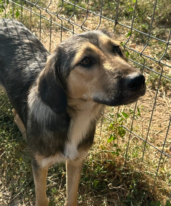 DARLA