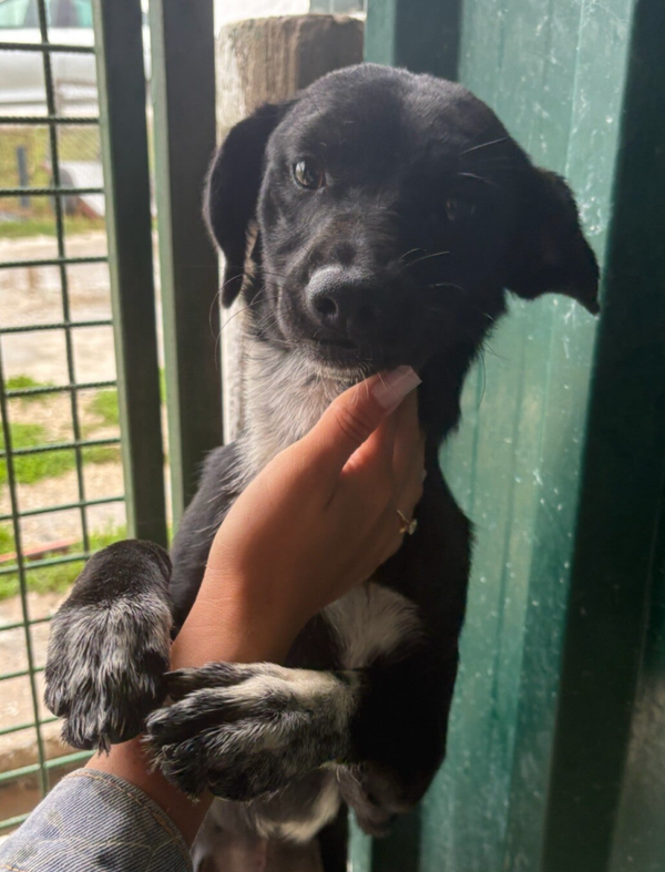 PERLA